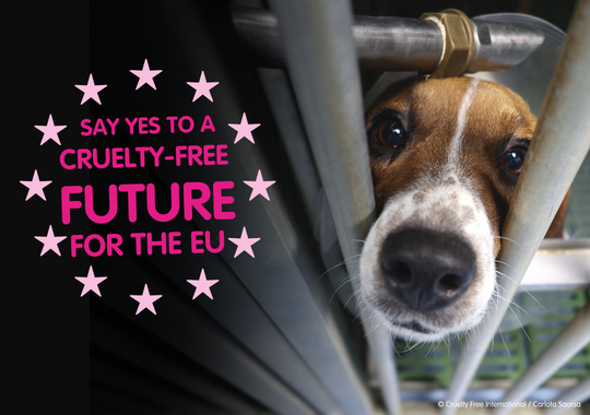 Beagle looking at camera next to EU stars surrounding copy saying 'SAY YES TO A CRUELTY-FREE FUTURE FOR THE EU'