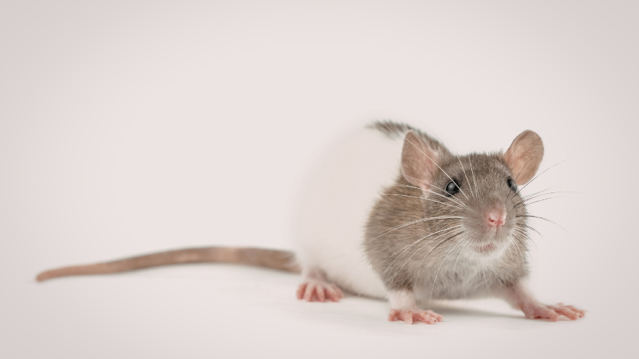 https://www.crueltyfreeeurope.org/