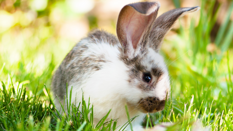 https://www.crueltyfreeeurope.org/