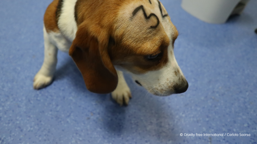https://www.crueltyfreeeurope.org/