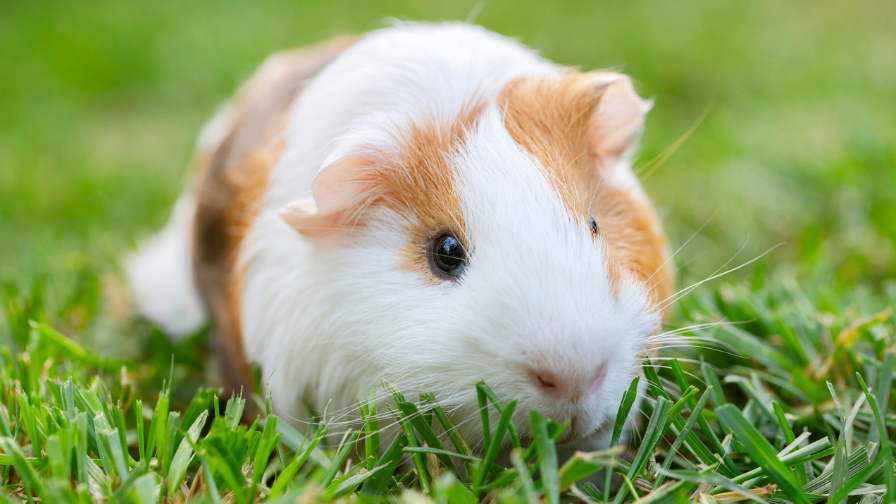 https://www.crueltyfreeeurope.org/