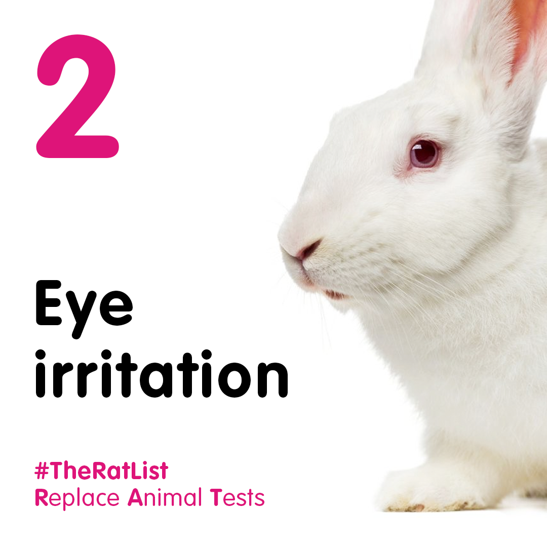 animal experimentation rabbits