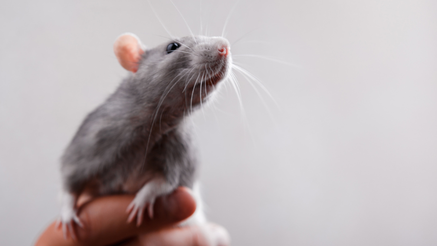 https://www.crueltyfreeeurope.org/
